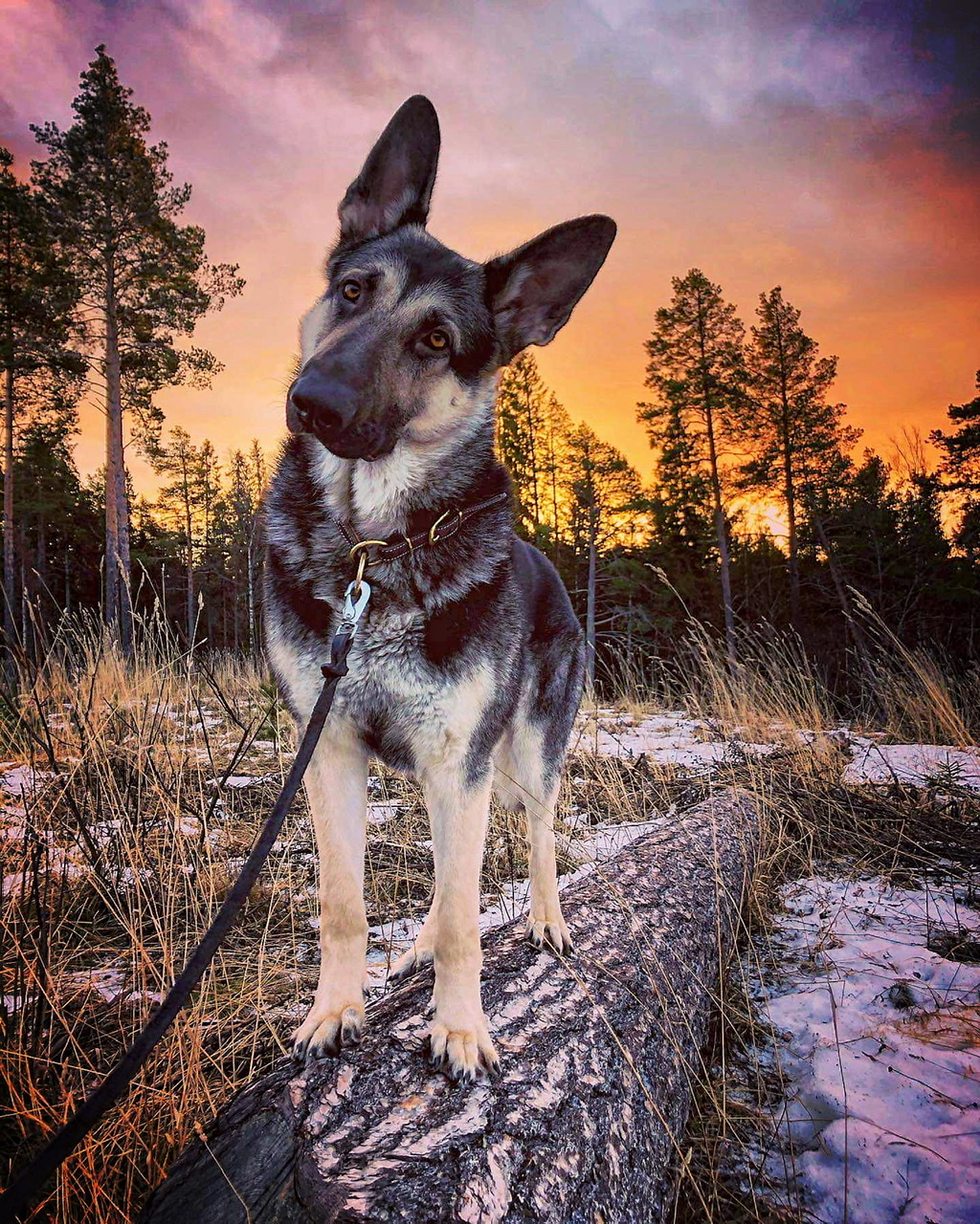 Foto: Malin Sigrén, Sigréns hundtjänster